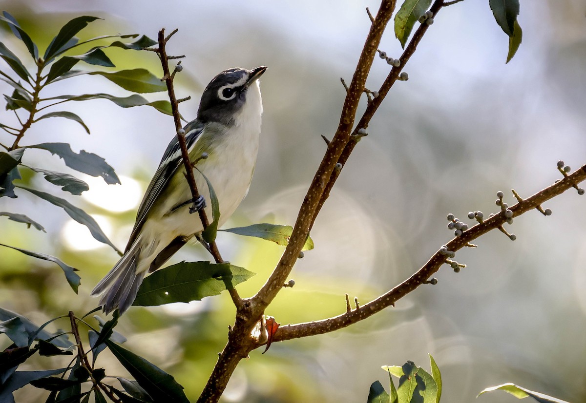 Blue-headed Vireo - ML645243429