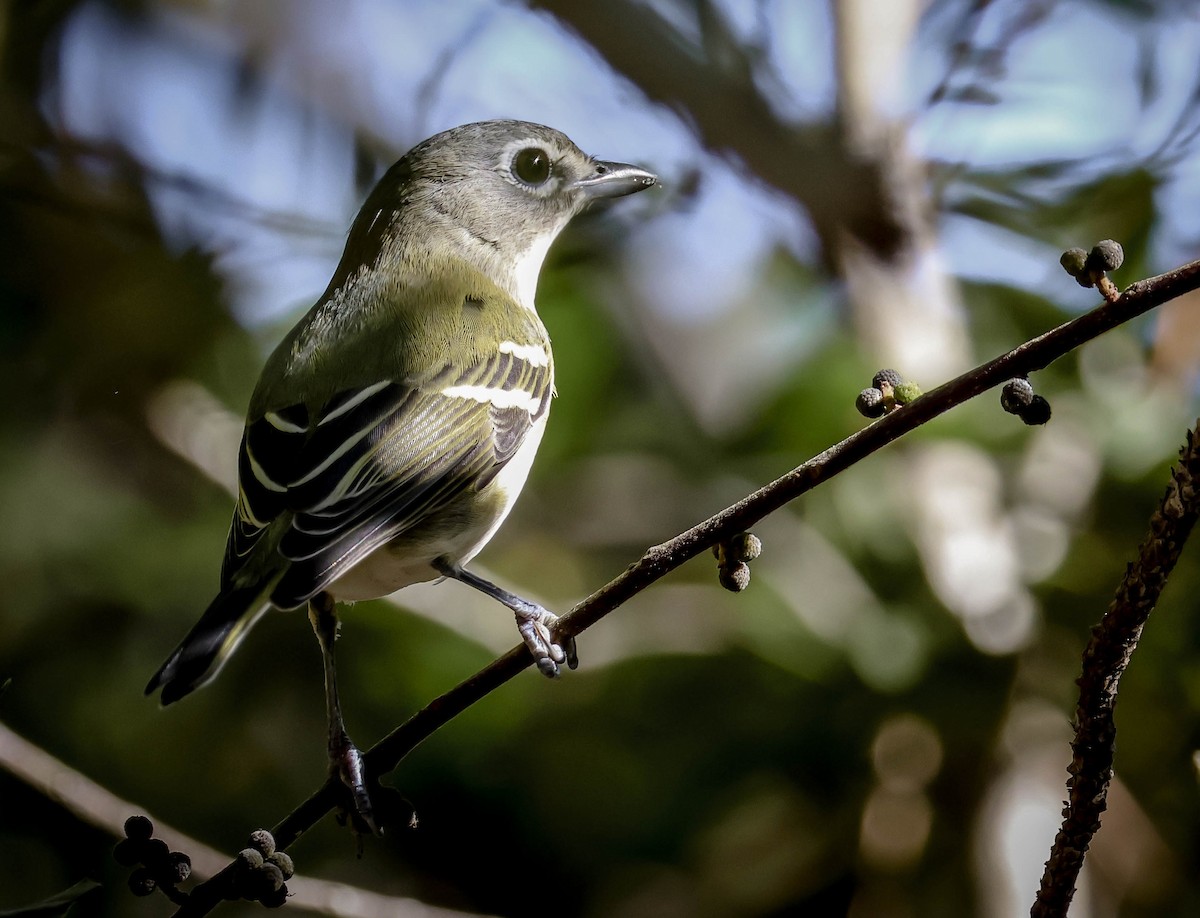 Blue-headed Vireo - ML645243430