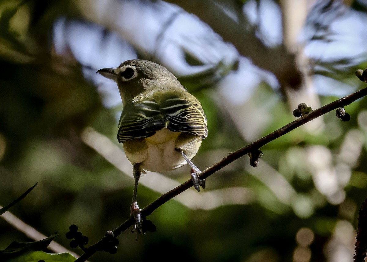 Blue-headed Vireo - ML645243431