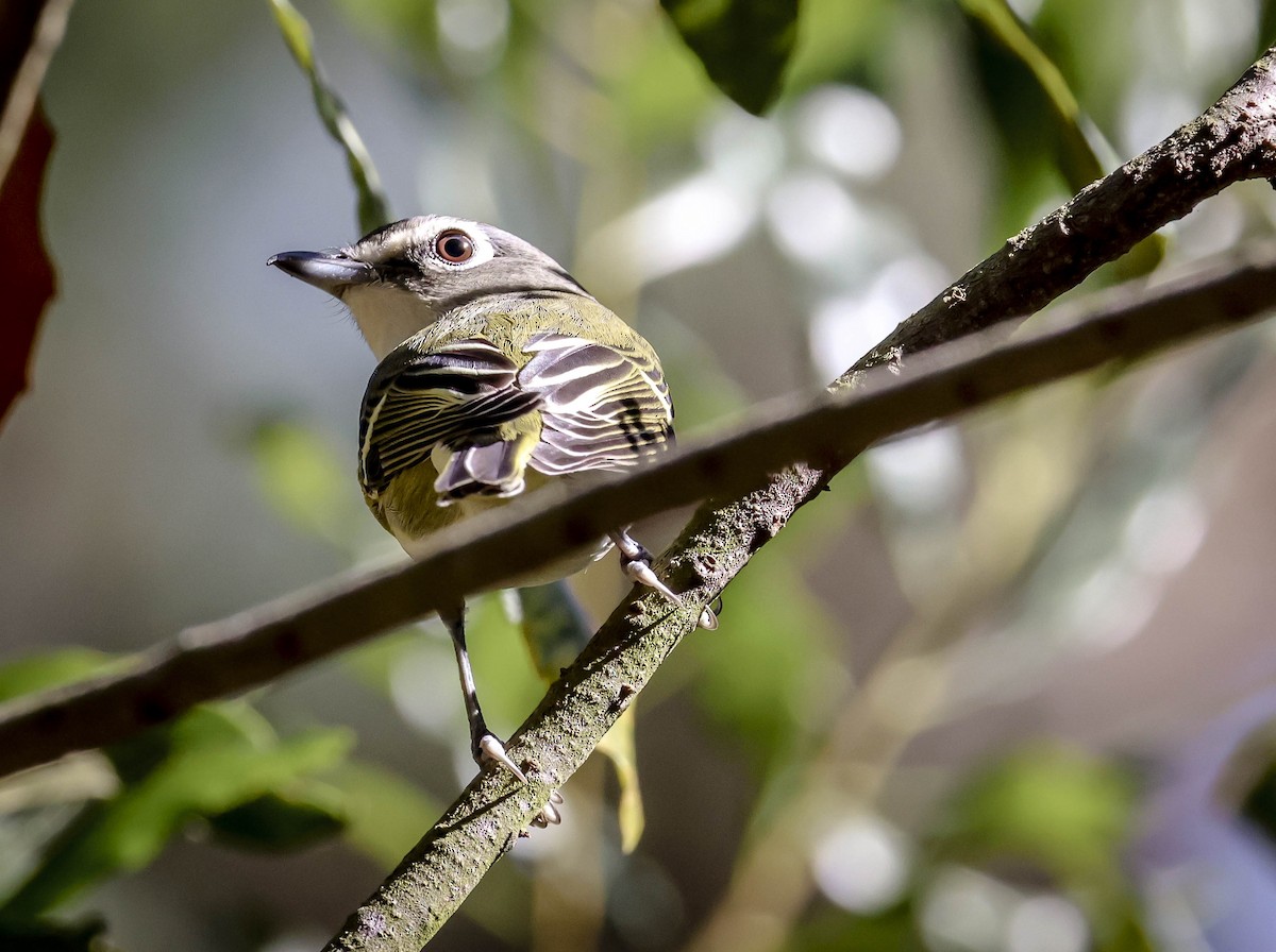Blue-headed Vireo - ML645243432