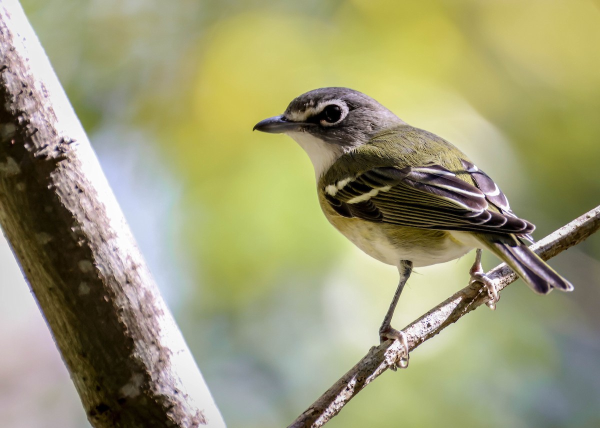 Blue-headed Vireo - ML645243433