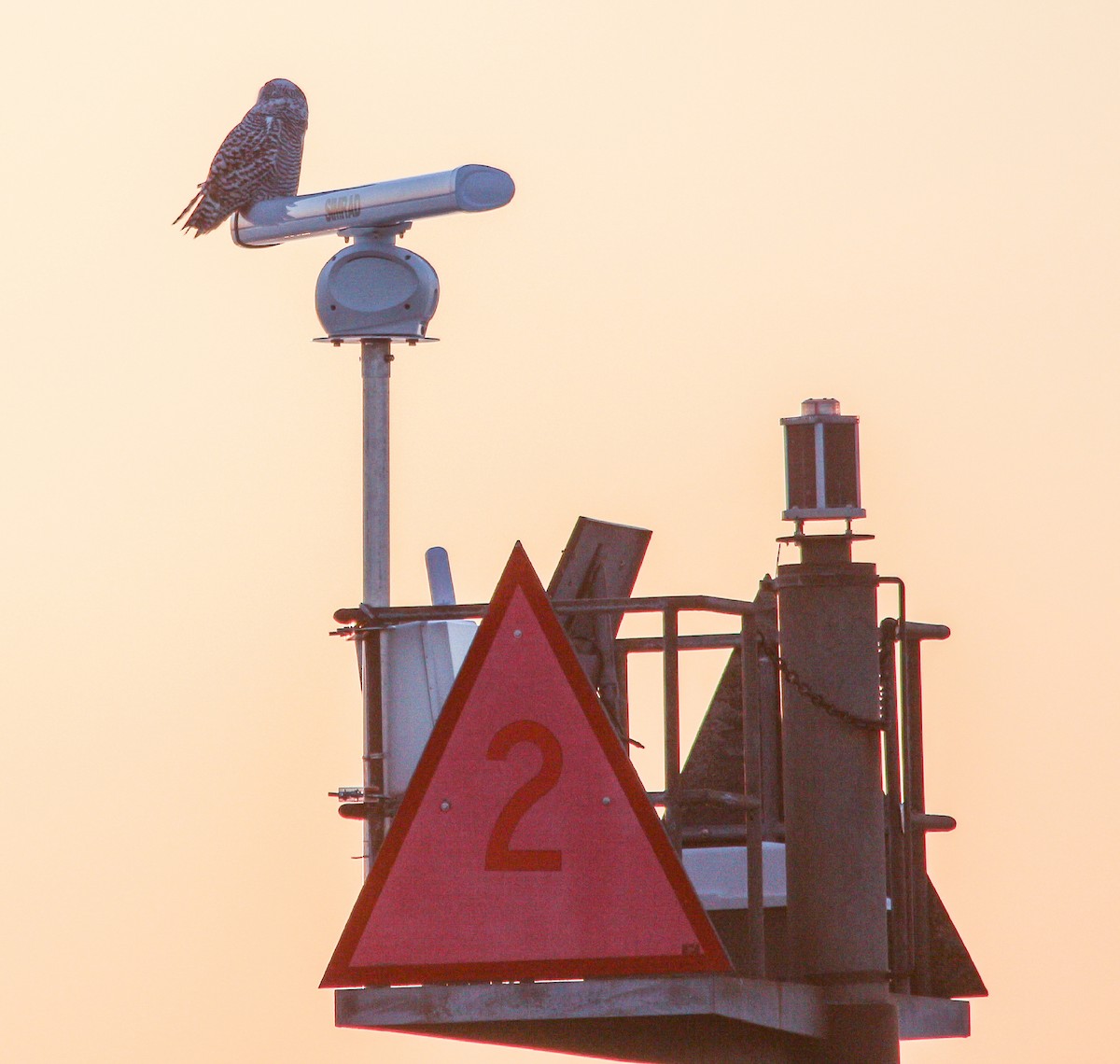Snowy Owl - ML645243434