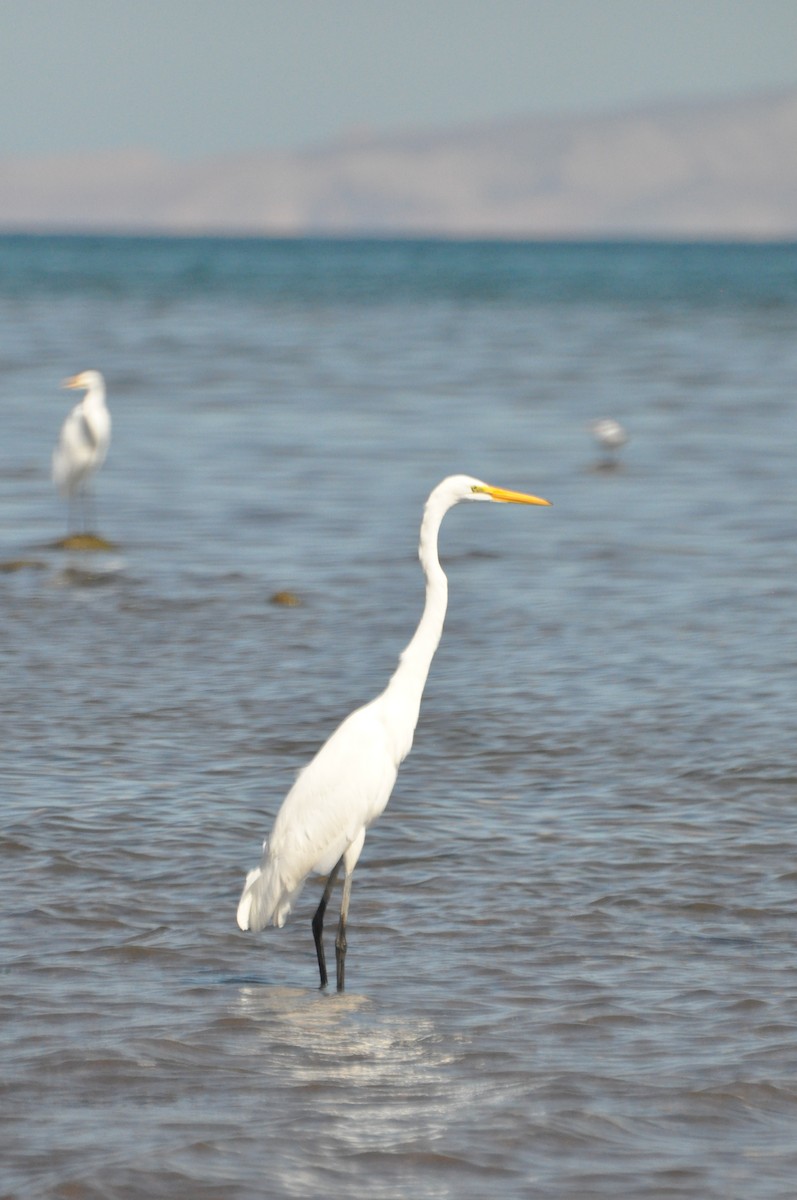 Great Egret - ML645243442