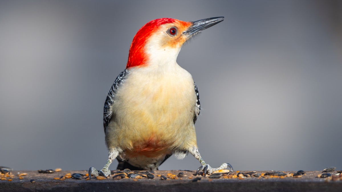 Red-bellied Woodpecker - ML645243443