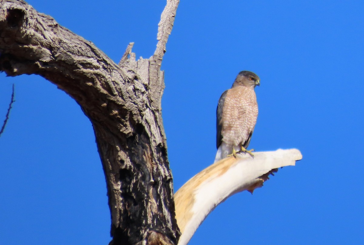 Cooper's Hawk - ML645243445