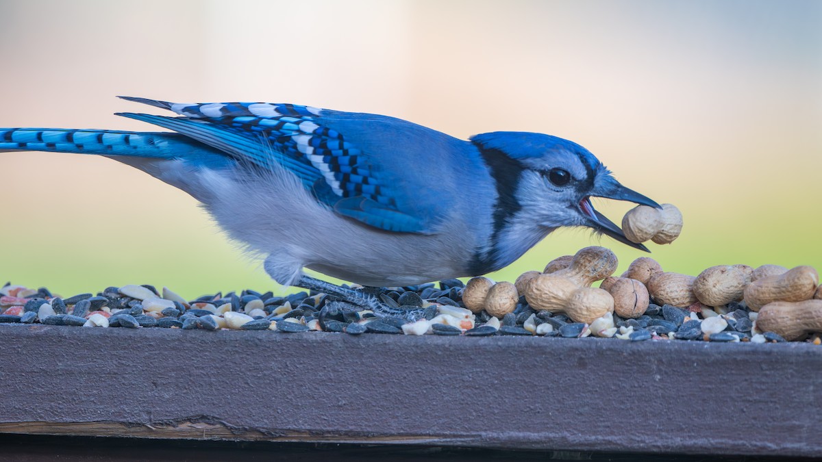 Blue Jay - ML645243446