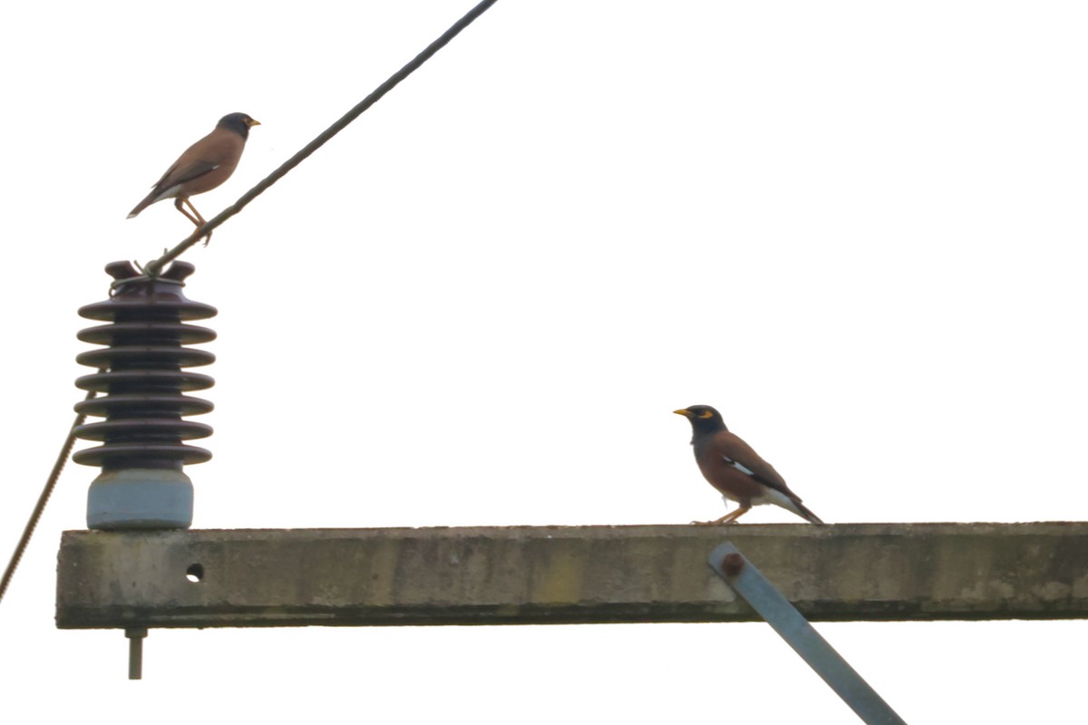 Common Myna - ML645243449