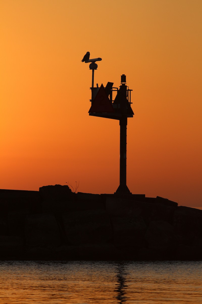 Snowy Owl - ML645243450