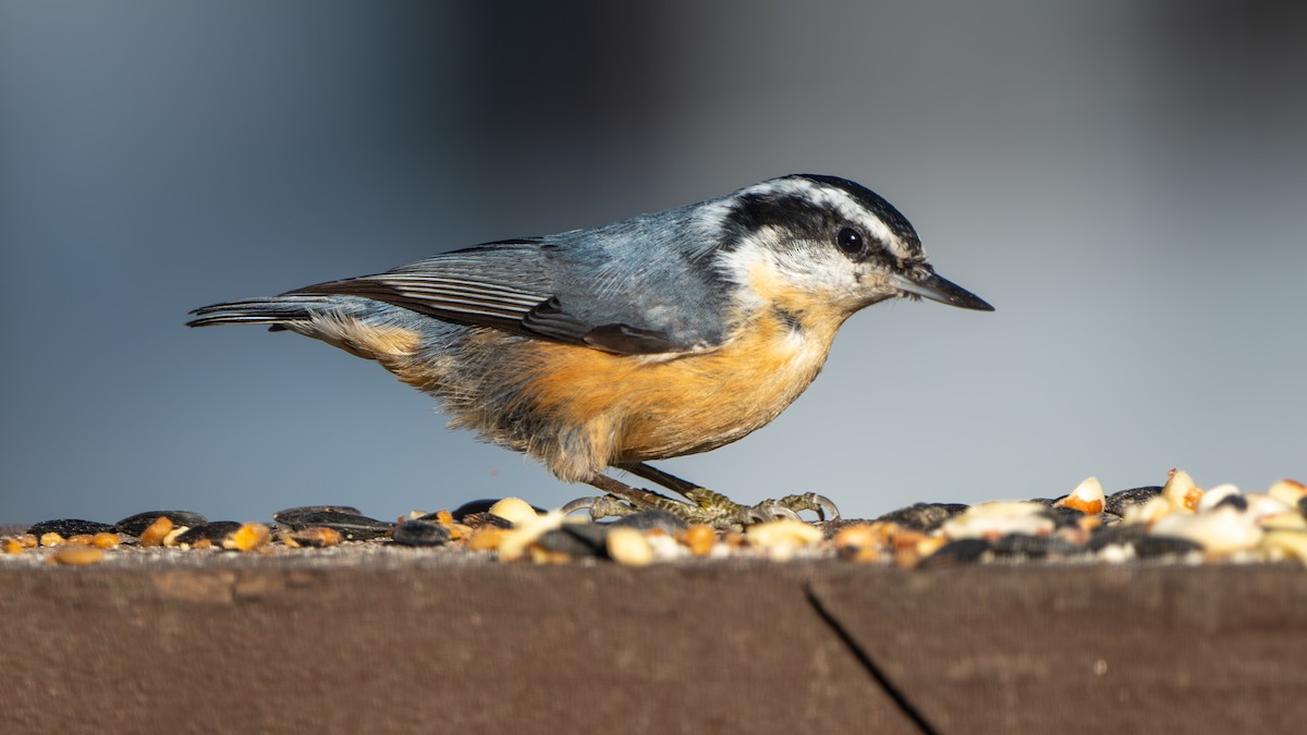 Red-breasted Nuthatch - ML645243451