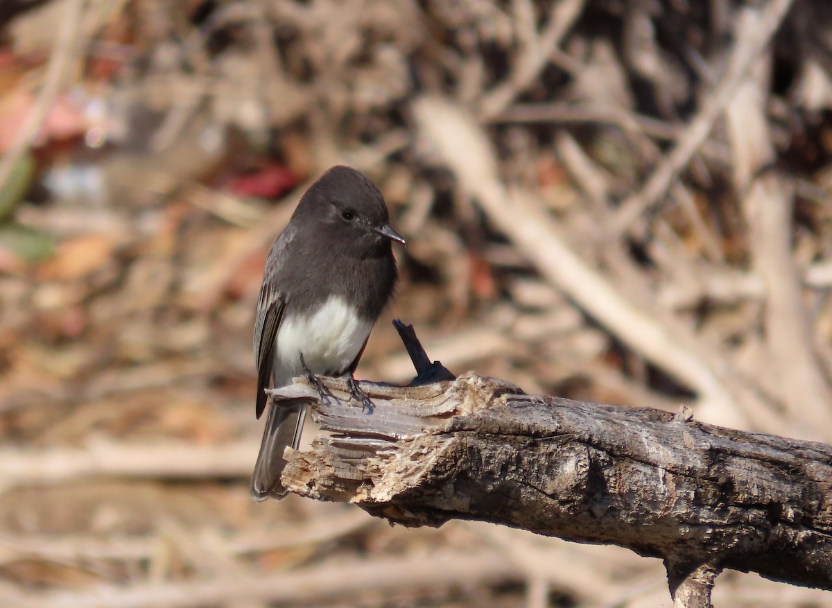 Black Phoebe - ML645243452