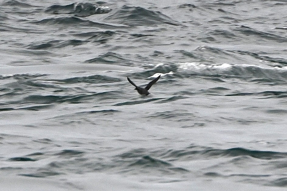 alkoun aleutský - ML645243453