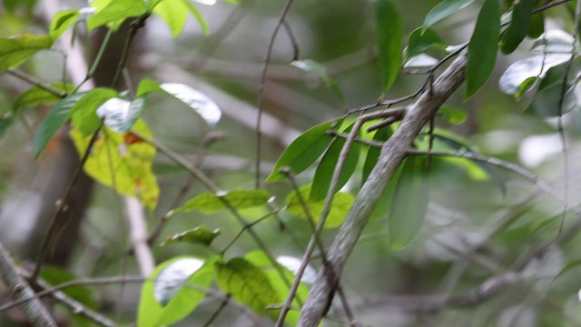 Yucatan Vireo - ML645243454