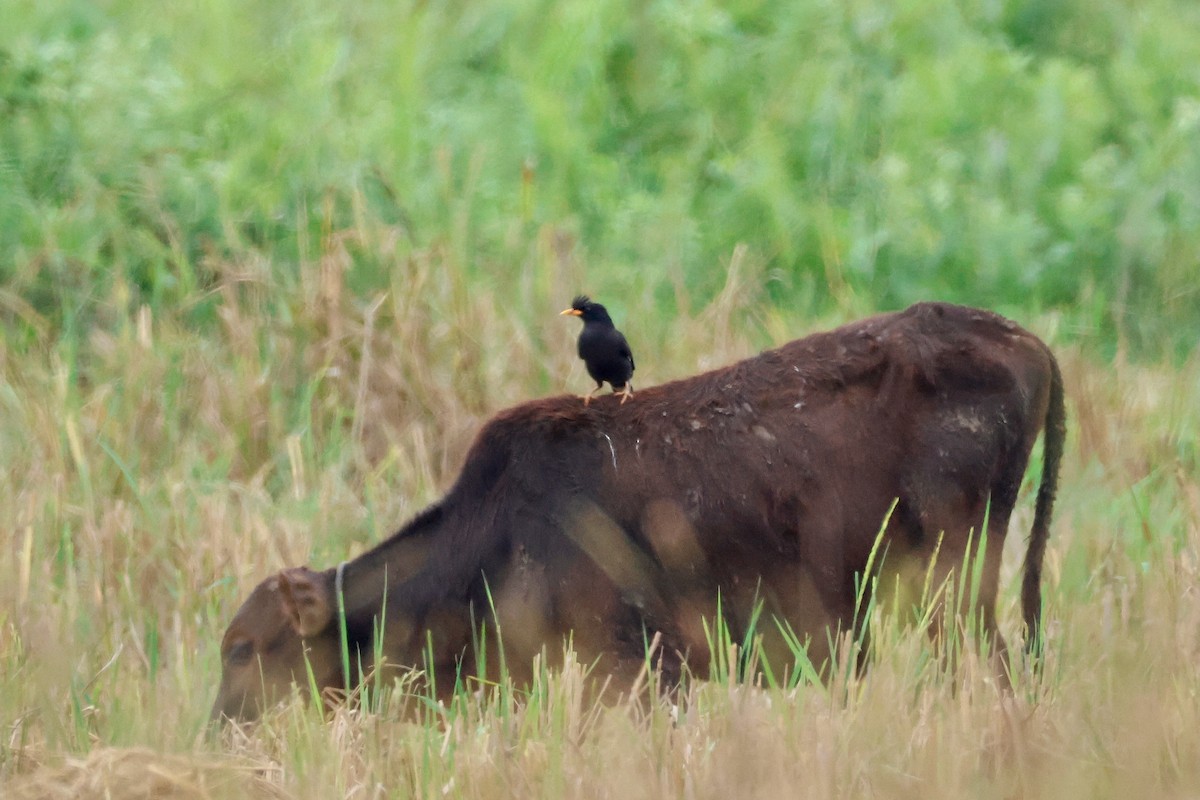 Great Myna - ML645243455