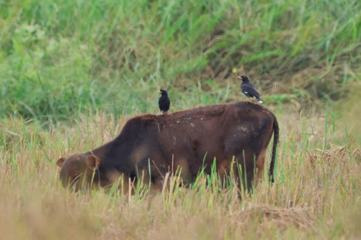 Great Myna - ML645243456