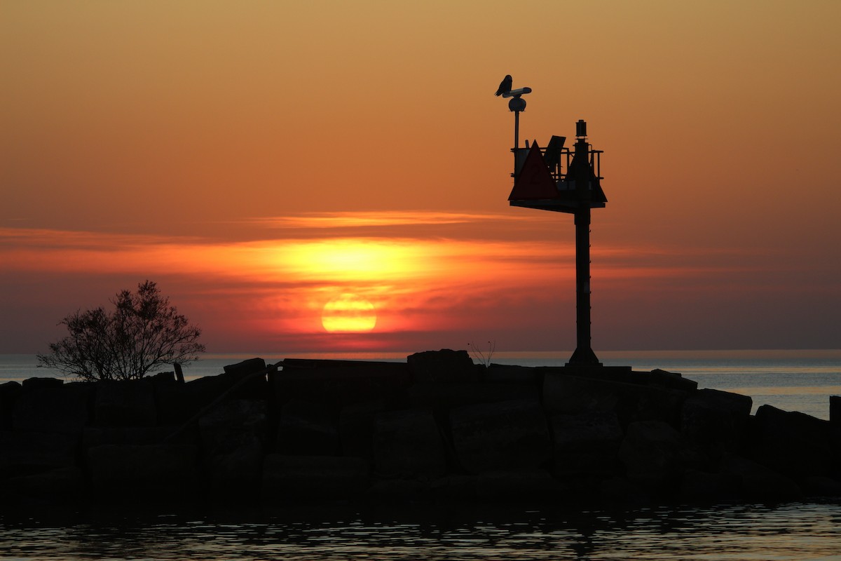Snowy Owl - ML645243457