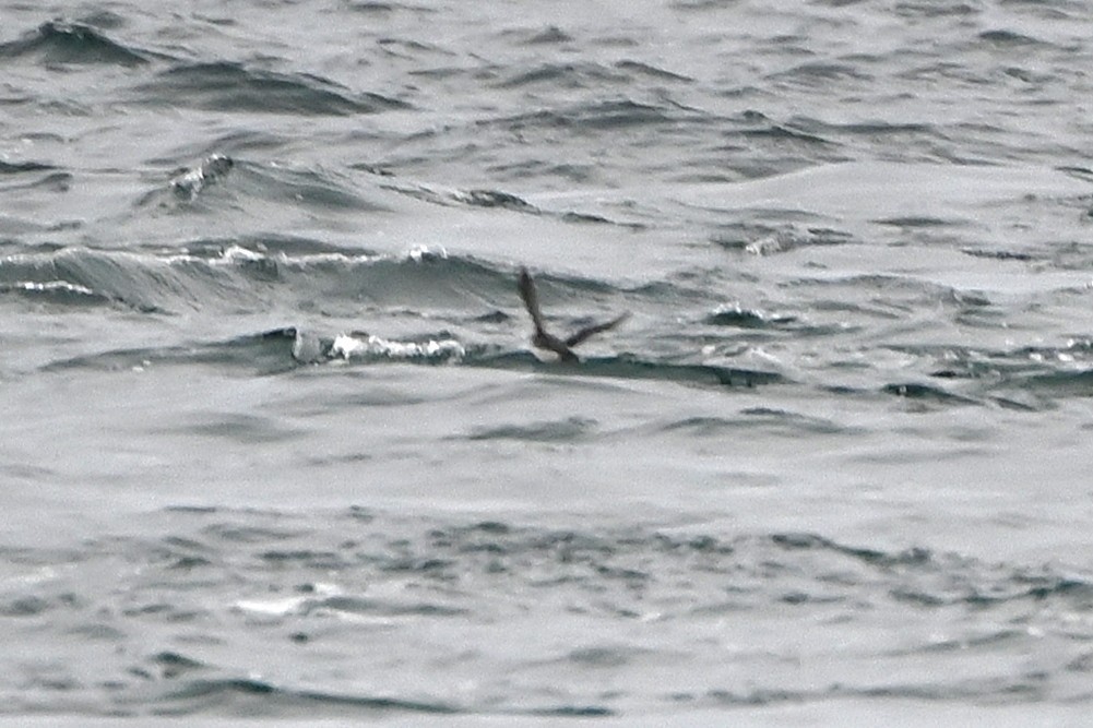 alkoun aleutský - ML645243459