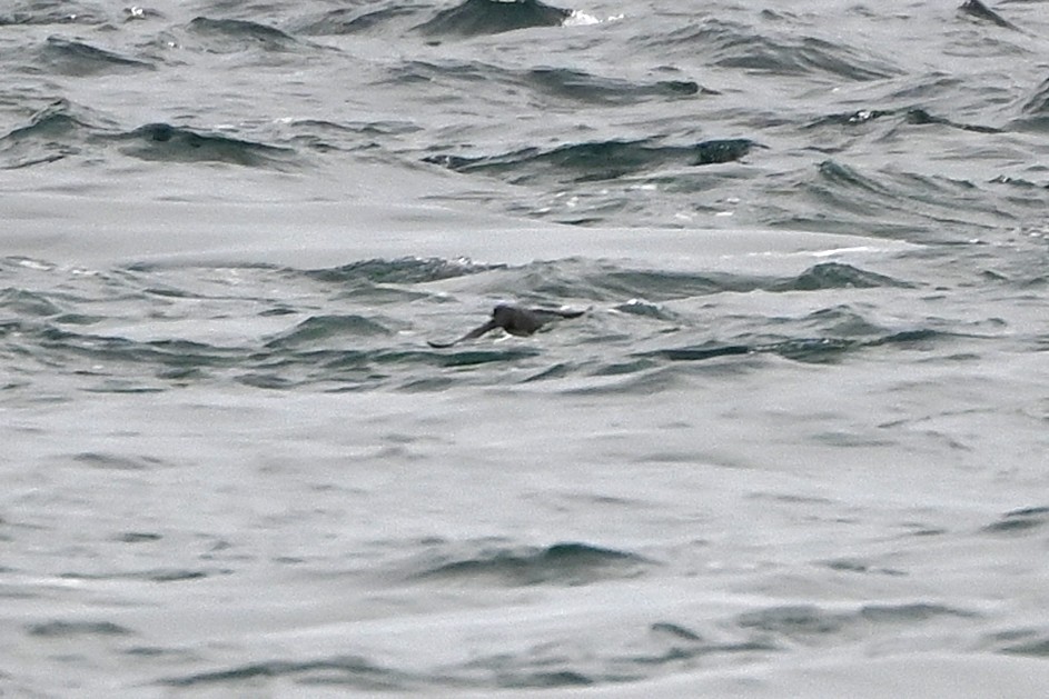 alkoun aleutský - ML645243461