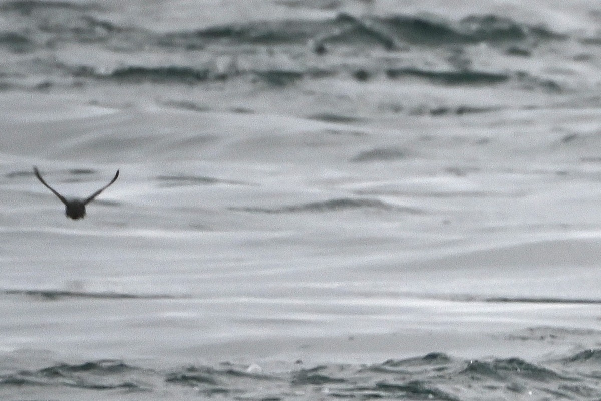 alkoun aleutský - ML645243466