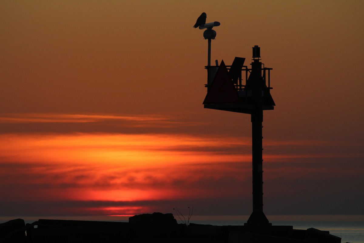 Snowy Owl - ML645243467