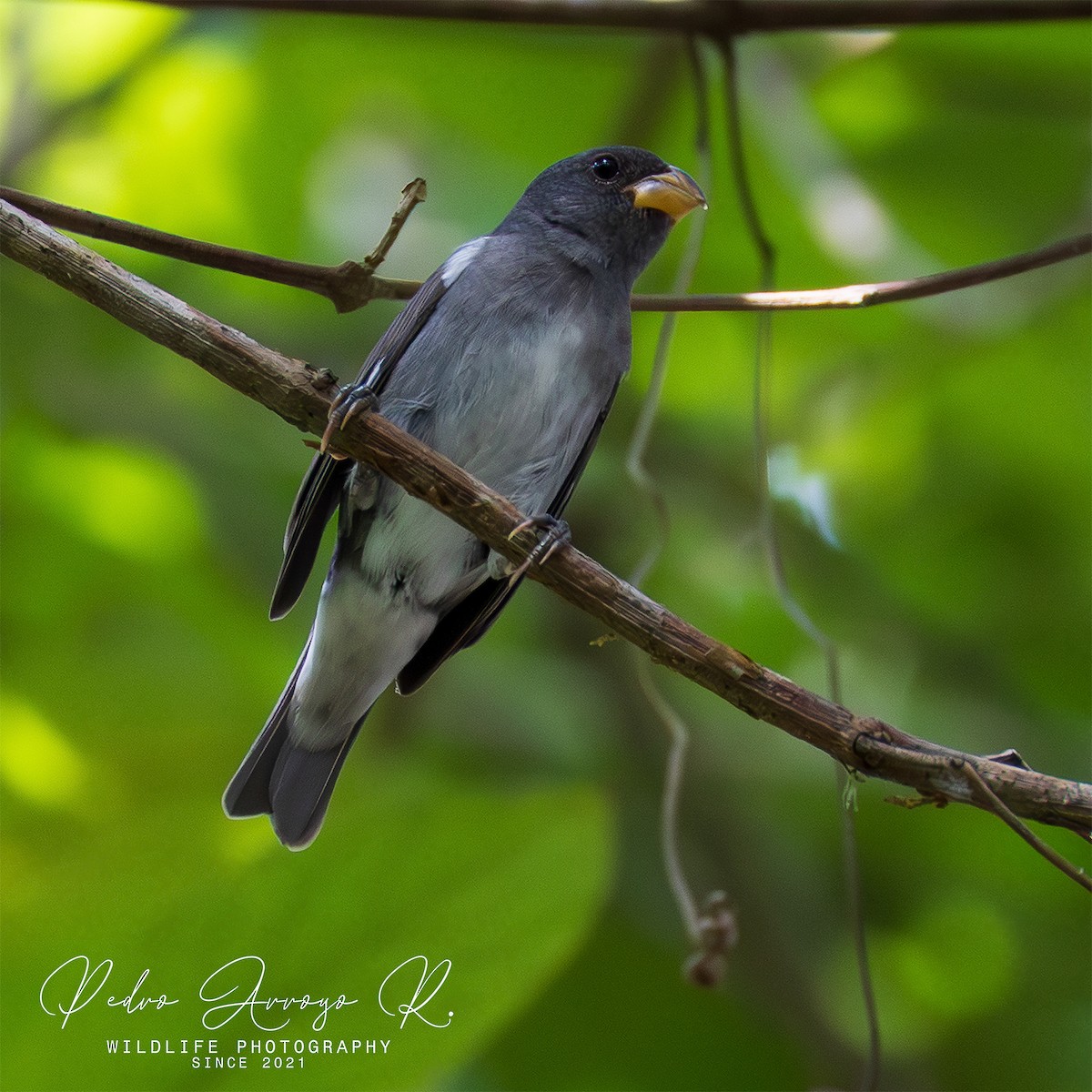 Semillero Pizarroso - ML645243468