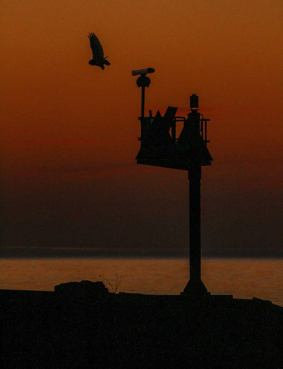 Snowy Owl - ML645243469