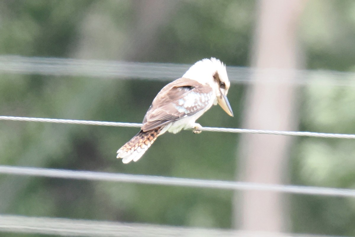 Laughing Kookaburra - ML645243470