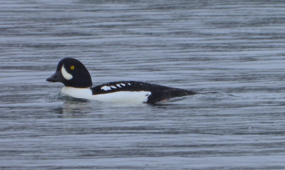 Murgilari islandiarra - ML645243477