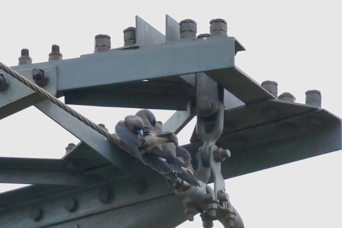 Ashy Woodswallow - ML645243484