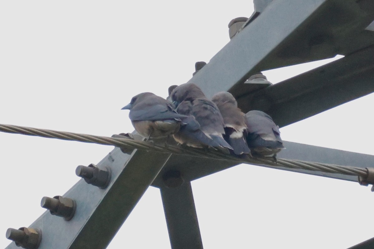 Ashy Woodswallow - ML645243485