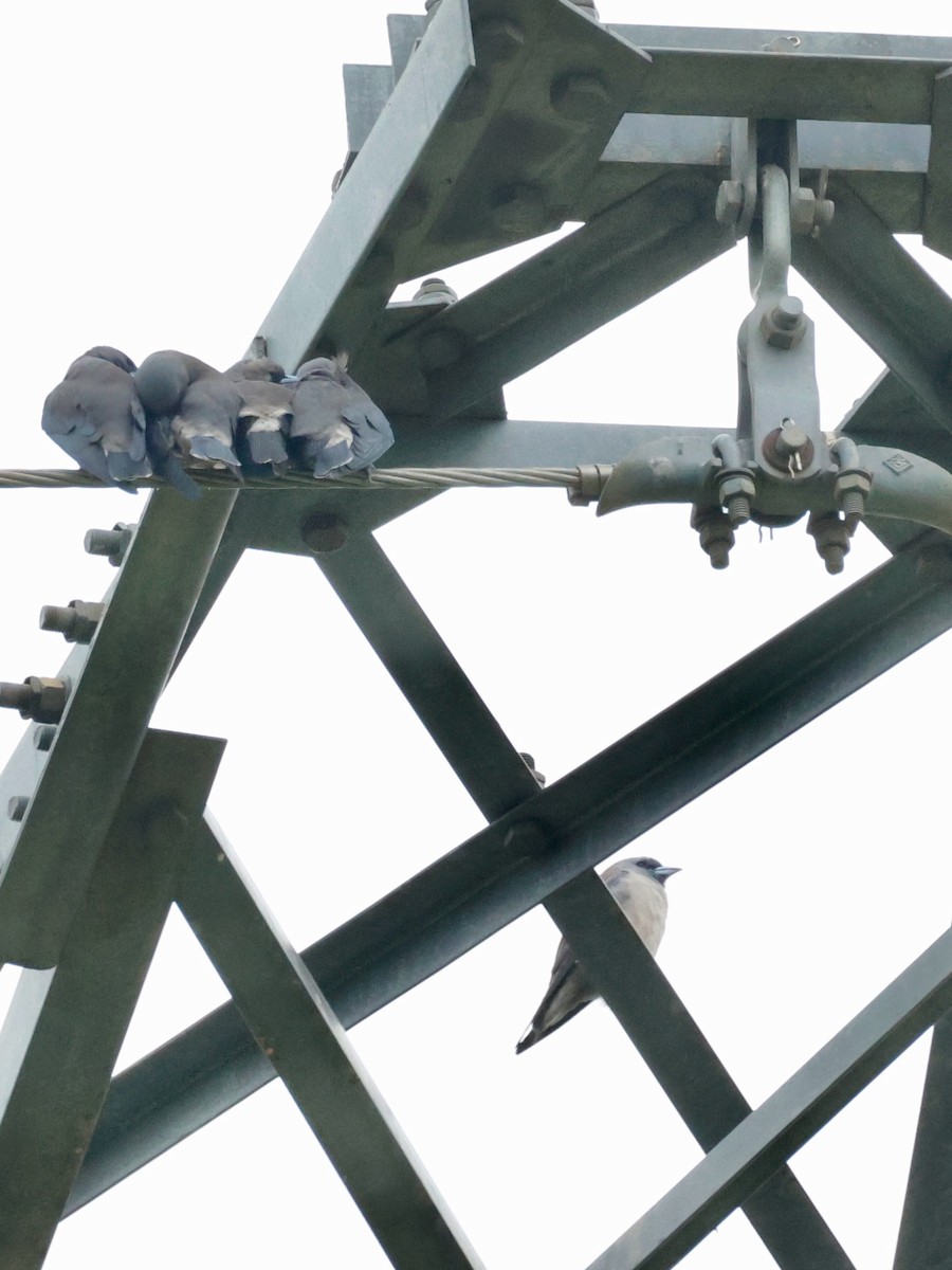 Ashy Woodswallow - ML645243486