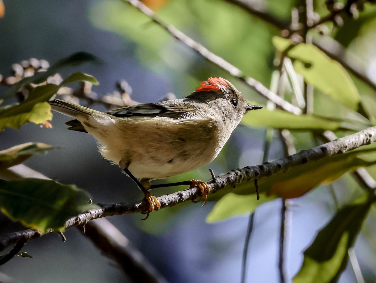 Ruby-crowned Kinglet - ML645243488