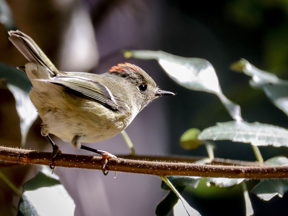Ruby-crowned Kinglet - ML645243489