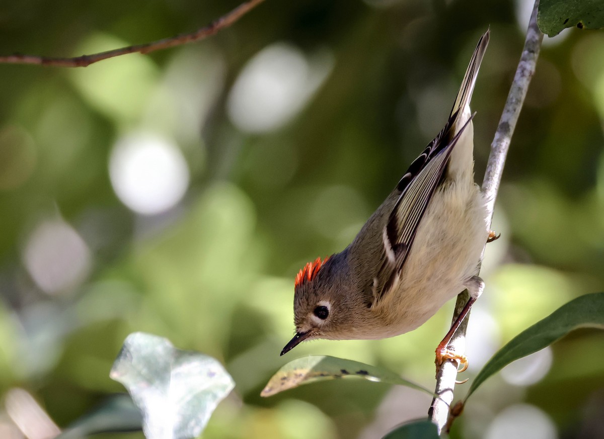 Ruby-crowned Kinglet - ML645243490