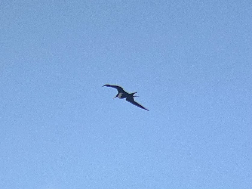 פריגט גדול - ML645243493