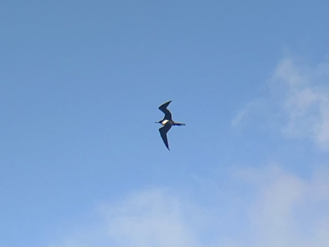 פריגט גדול - ML645243494