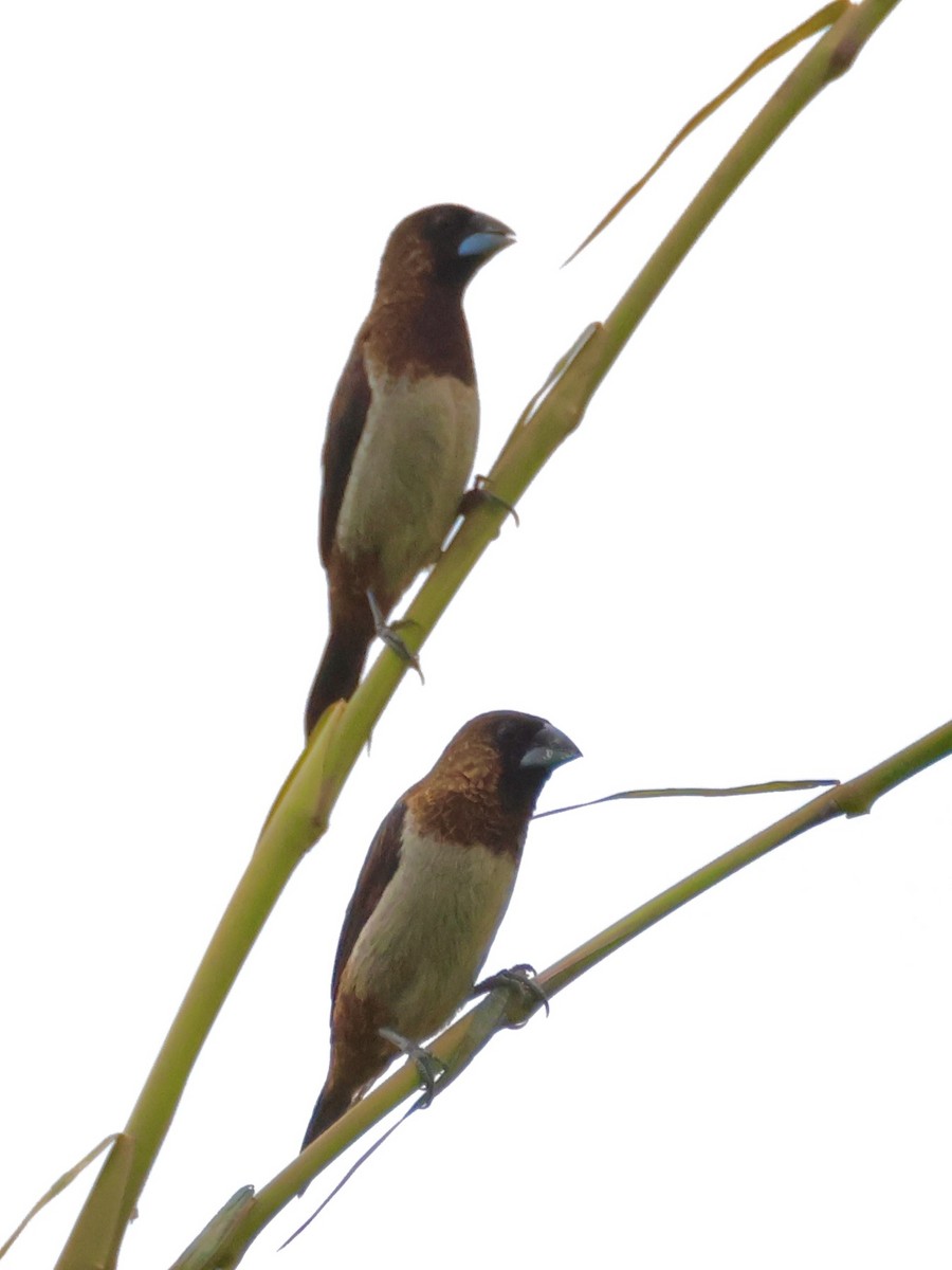 White-rumped Munia - ML645243496