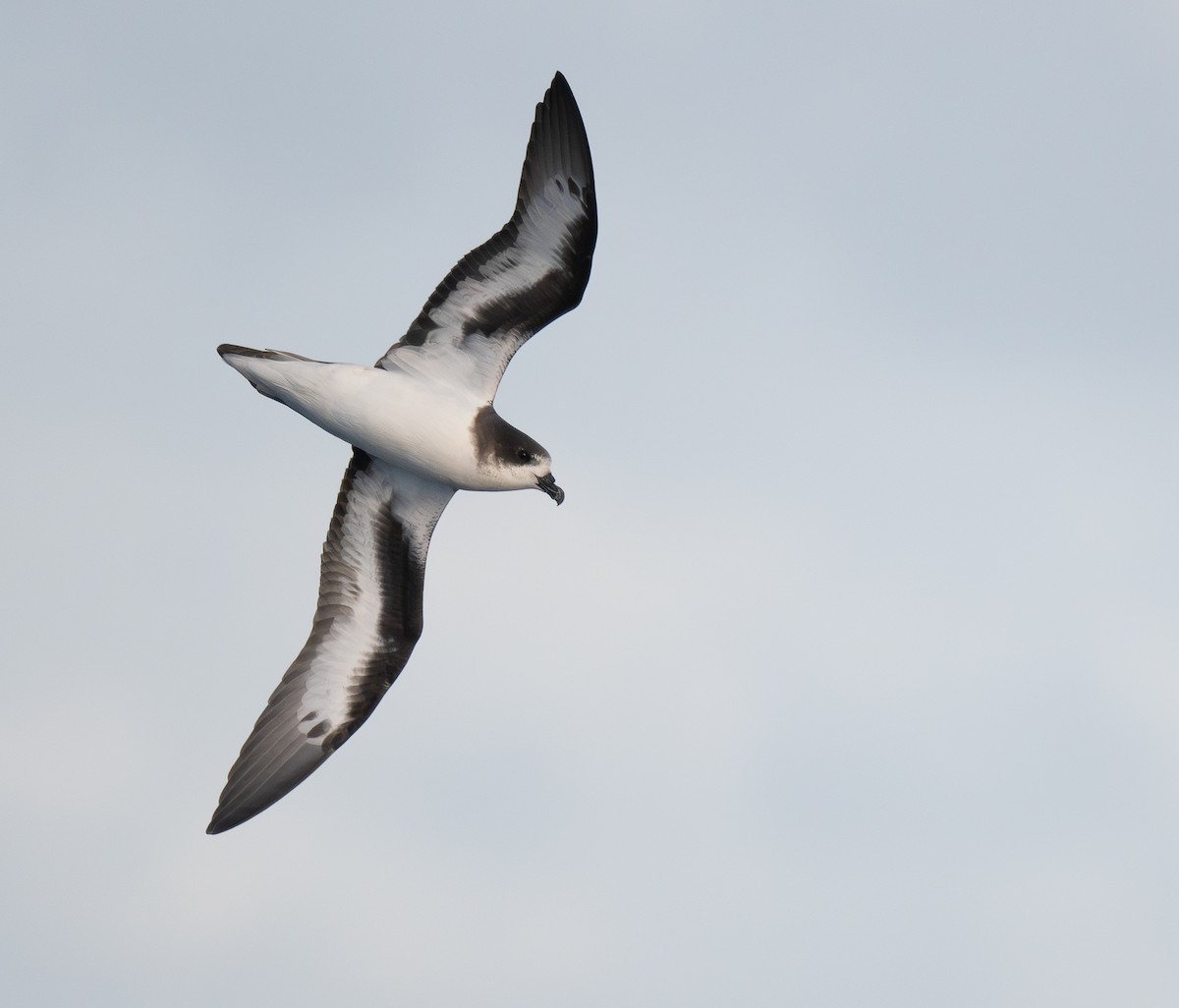 bermudapetrell - ML645243498