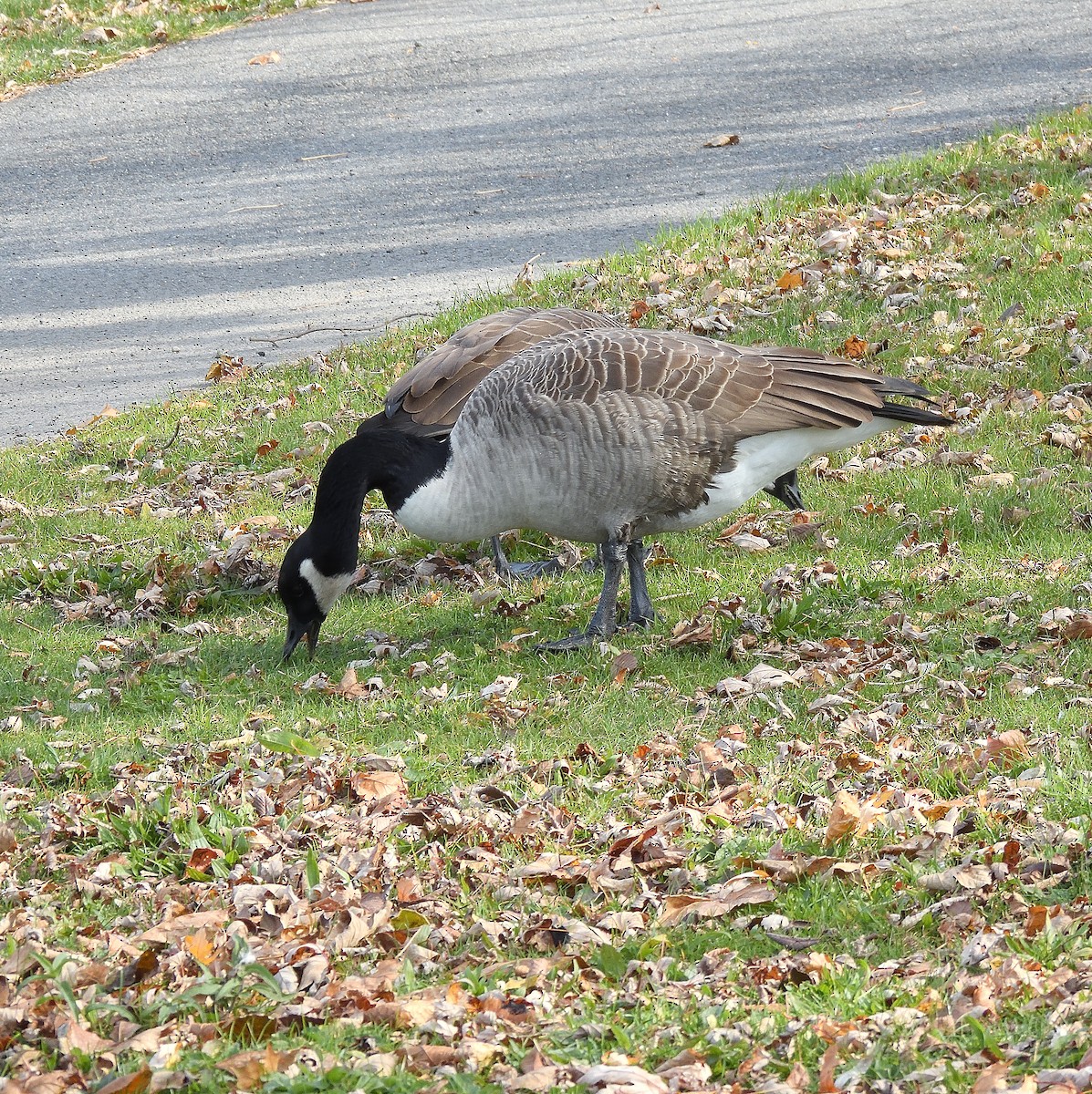 Barnacla Canadiense Grande - ML645243508