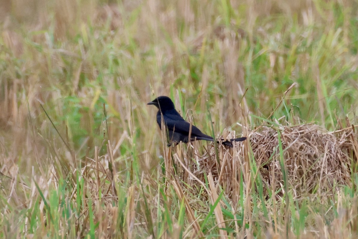 Black Drongo - ML645243514