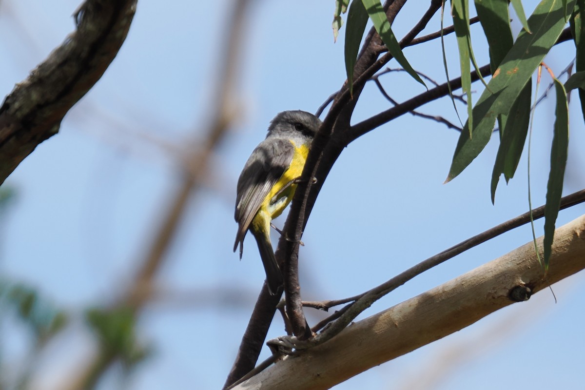 Doğulu Sarı Bülbül - ML645243517