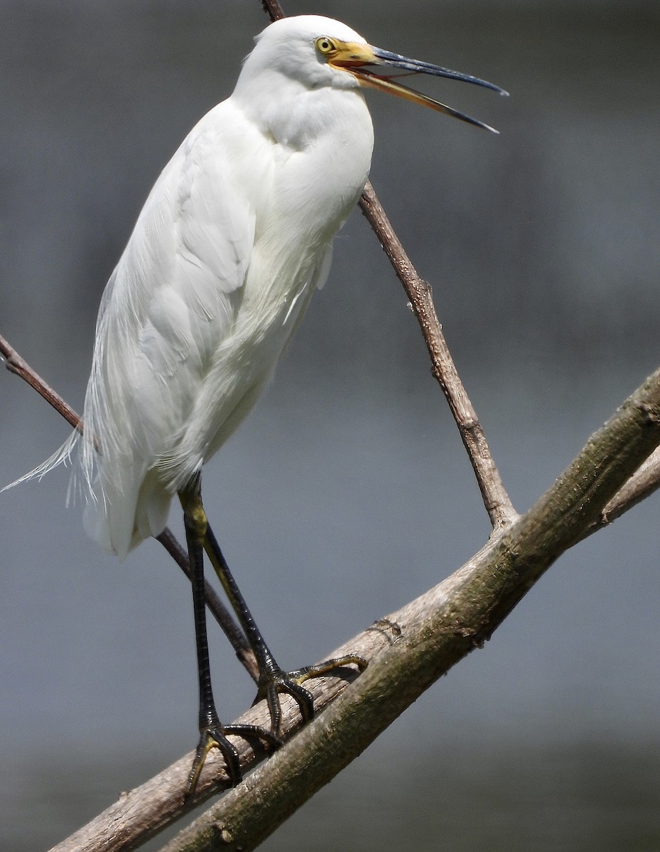 Little Egret - ML645243544
