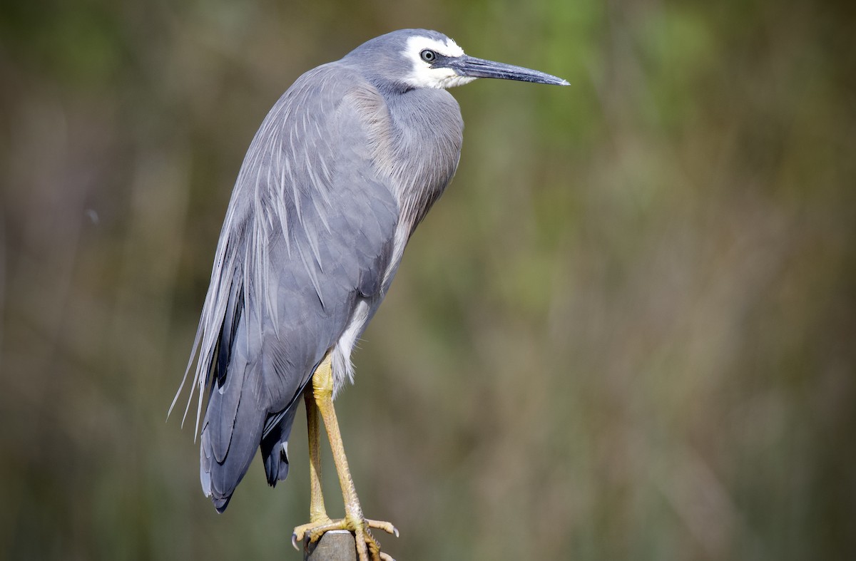 White-faced Heron - ML645243555