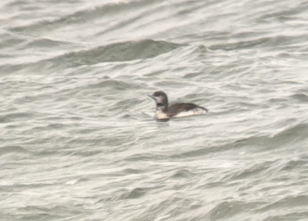 loon sp. - ML645243557