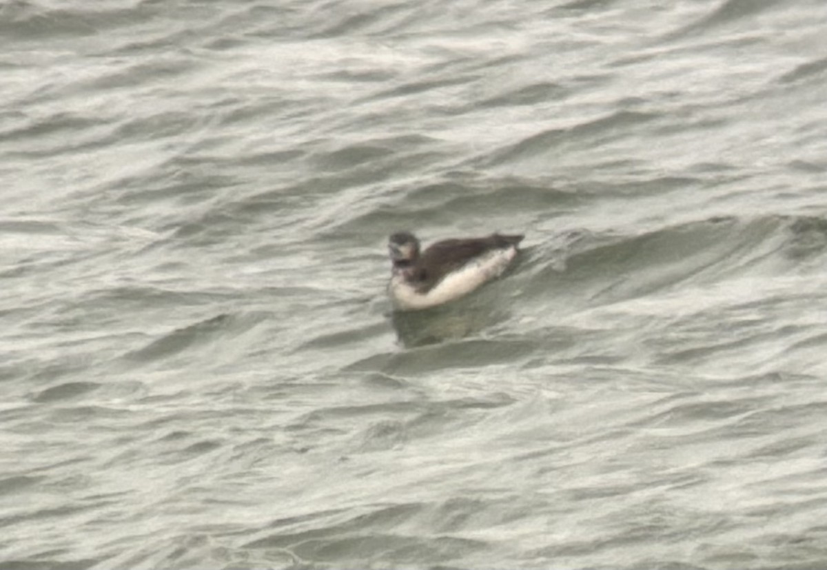 loon sp. - ML645243558