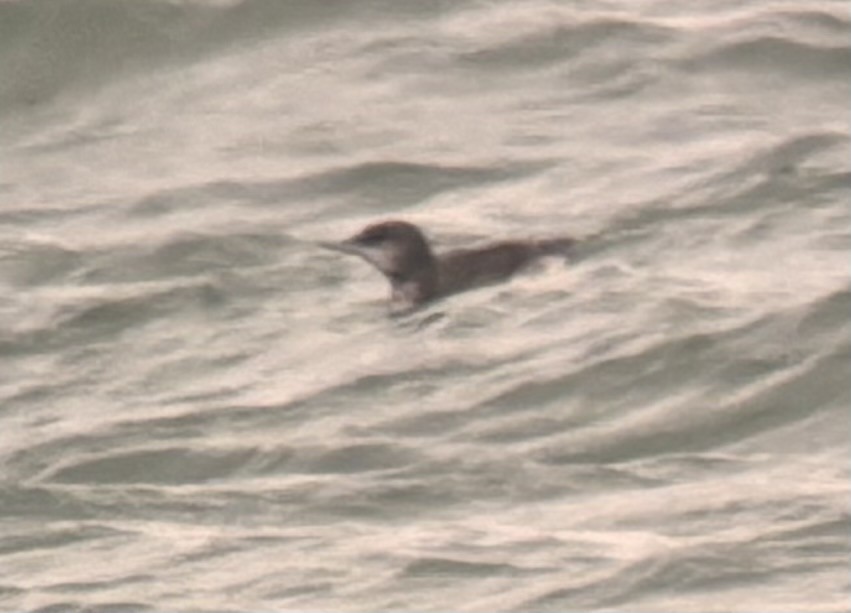 loon sp. - ML645243559