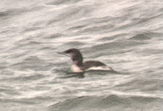 loon sp. - ML645243560