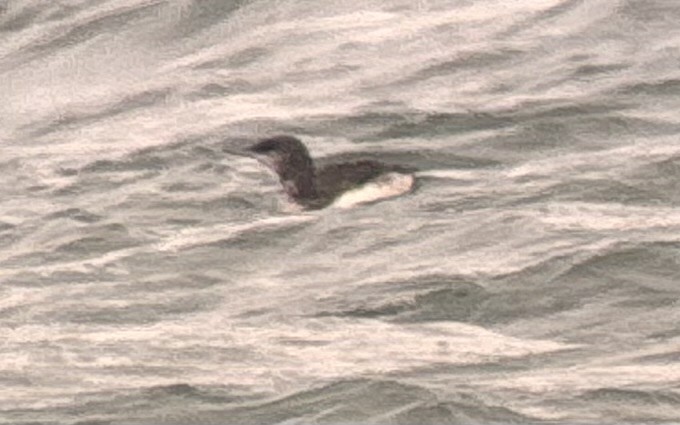 loon sp. - ML645243561