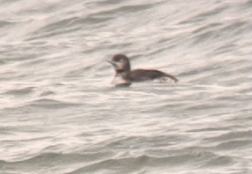 loon sp. - ML645243562