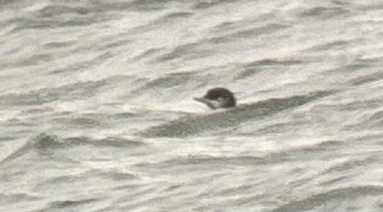 loon sp. - ML645243563