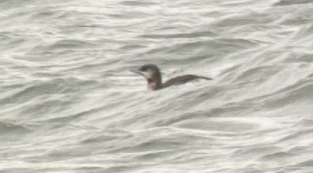 loon sp. - ML645243564
